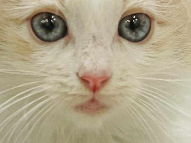 福岡県のノルウェージャンフォレストキャット (ペッツワン福岡新宮店/2023年9月3日生まれ/女の子/クリームタビーホワイト)の子猫